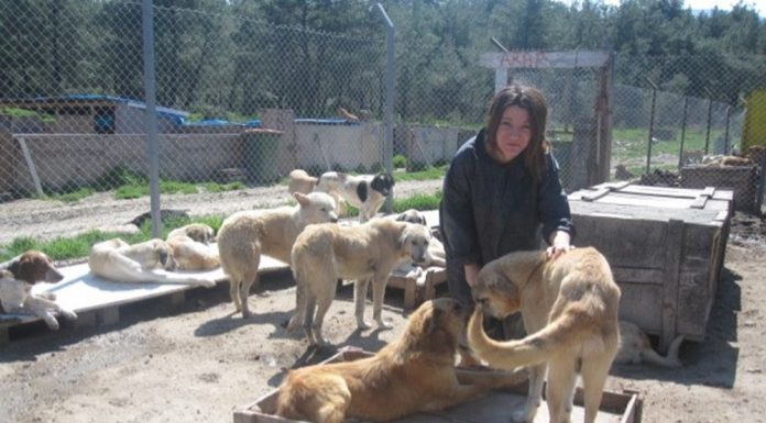 Şopengazi Köpeklerinin Gönüllü Derya Ablası da Var Artık !
