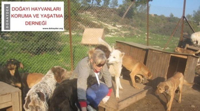 Hayvanlara Uygulanan Şiddet Suç Kapsamına Alınmalı !