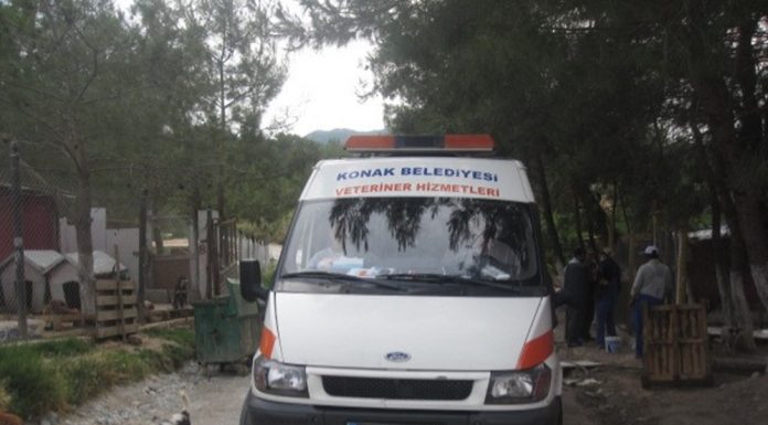 Şopengazi’ye Yeni Gelen Uyuzlu Köpeklerimiz !