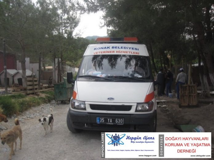02haziran2010_sopengaziye_yeni_gelen_uyuzlu_kopeklerimiz01