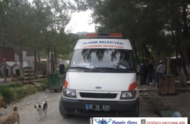 02haziran2010_sopengaziye_yeni_gelen_uyuzlu_kopeklerimiz01