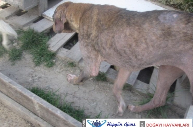 02haziran2010_sopengaziye_yeni_gelen_uyuzlu_kopeklerimiz05