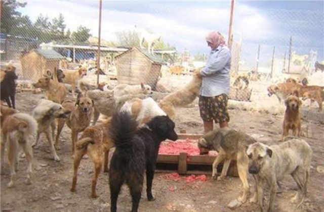 22kasim2009_sopengazibarinagi_bayrammsji10