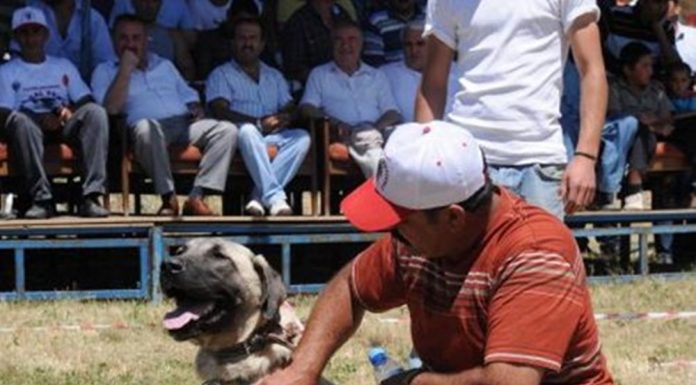 37 Derecede Yarışan Kangal Sıcaktan Öldü !