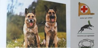 Alman Çoban Köpeği (Alman Kurt Köpeği)