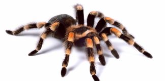 İtalyan Asıllı Tarantula