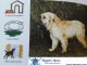 Katalan Çoban Köpeği