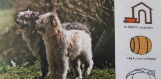 Kaygan Burunlu Pirene Çoban Köpeği