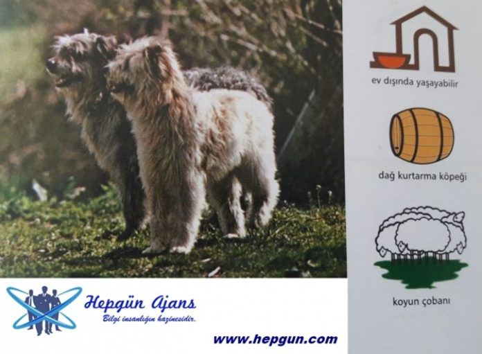 kaygan_burunlu_pirene_coban_kopegi