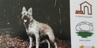 Pikardi Çoban Köpeği