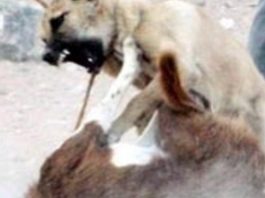Şanlıurfa’da Çocukların Vahşi Oyunu !