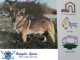 İsveç Çoban Köpeği