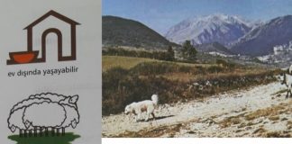 Maremma Çoban Köpeği