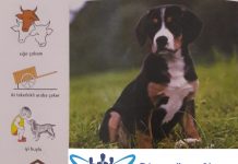 Entlebuch Dağ Köpeği