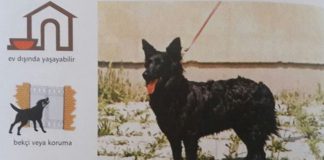 Hırvat Çoban Köpeği