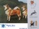 İzlanda Köpeği