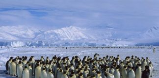 Maratoncu Penguenler