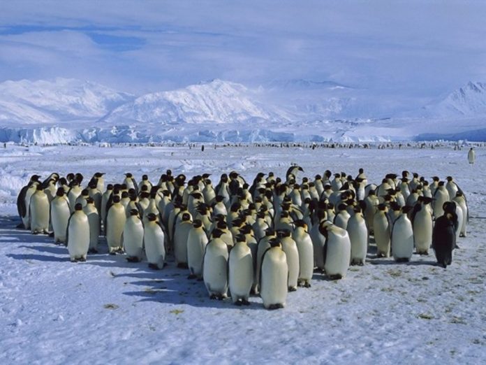 penguenler