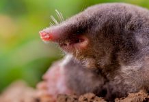 Tünel İşçisi Köstebek