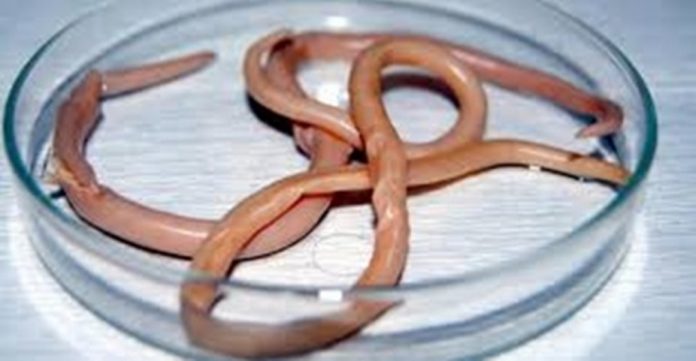 Parazitler